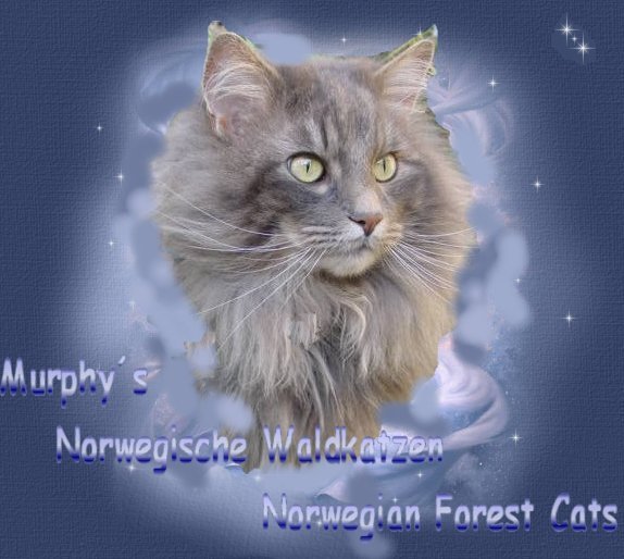 Murphy´s Norwegian Forest Cats 